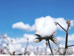 曝耐克阿迪也抵制新疆棉花 新疆棉花中国自己还不够用