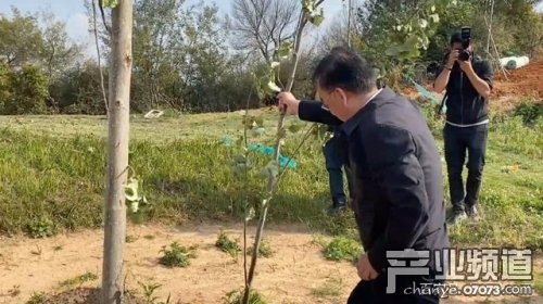 单手拔树的书记被党内严重警告