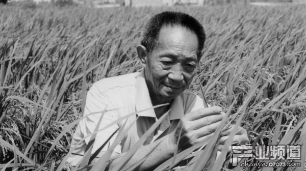 杂交水稻之父袁隆平逝世
