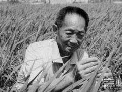 杂交水稻之父袁隆平逝世